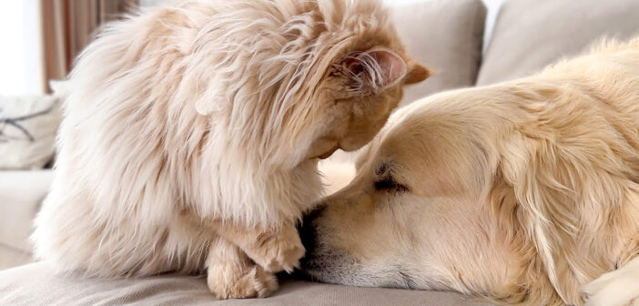 どうしても同居犬を起こしたかった猫が、懸命にペロペロし続けると… くすぐったかった同居犬から可愛すぎる反応が♡