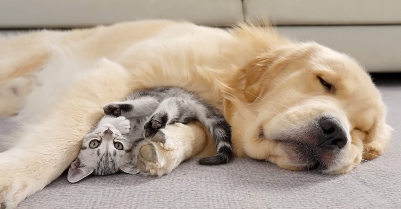 ゴールデンレトリバーと一緒の子猫