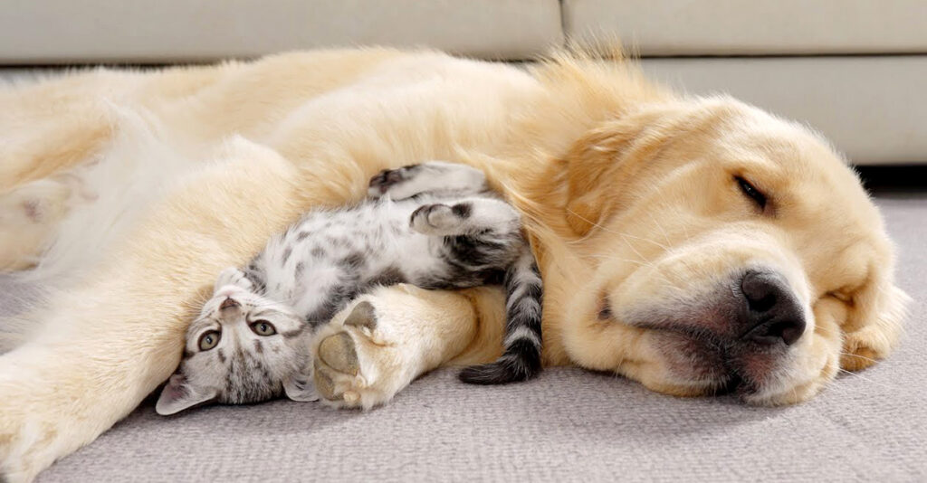 ゴールデンレトリバーに育てられた子猫が子犬のように振る舞い始める