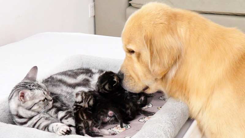 同居犬に子猫達を紹介する母猫