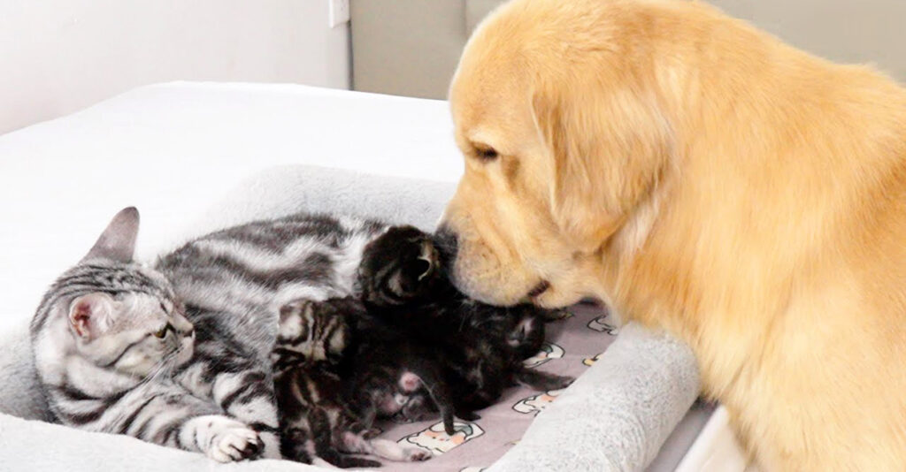 konekosyoukai_cat_title-