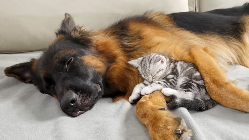 先住犬と眠る子猫