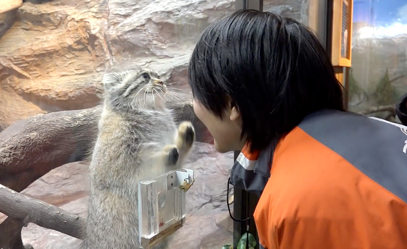 マヌルネコと飼育員さん