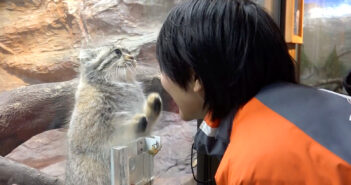 マヌルネコと飼育員さん