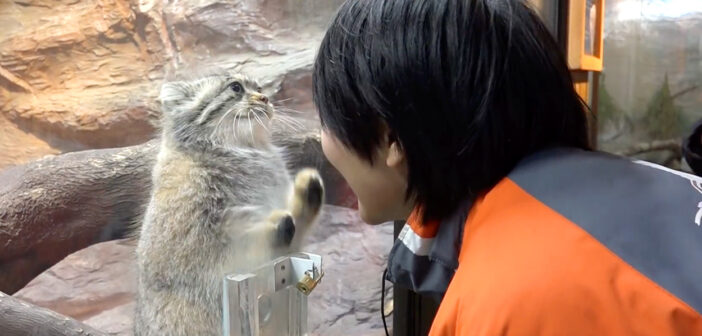 マヌルネコと飼育員さん