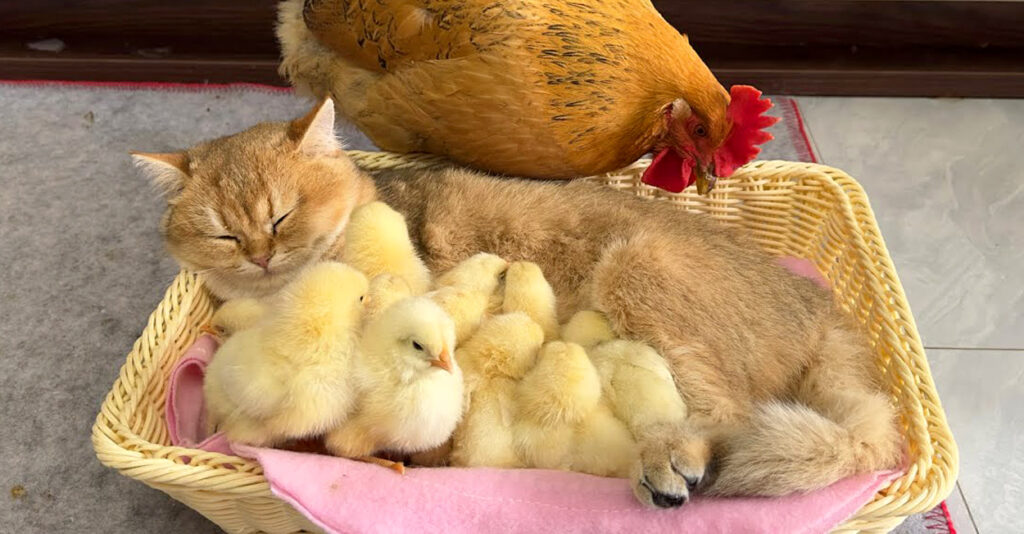 ヒヨコを優しく育てる子猫。その様子にニワトリも驚きを隠しきれない