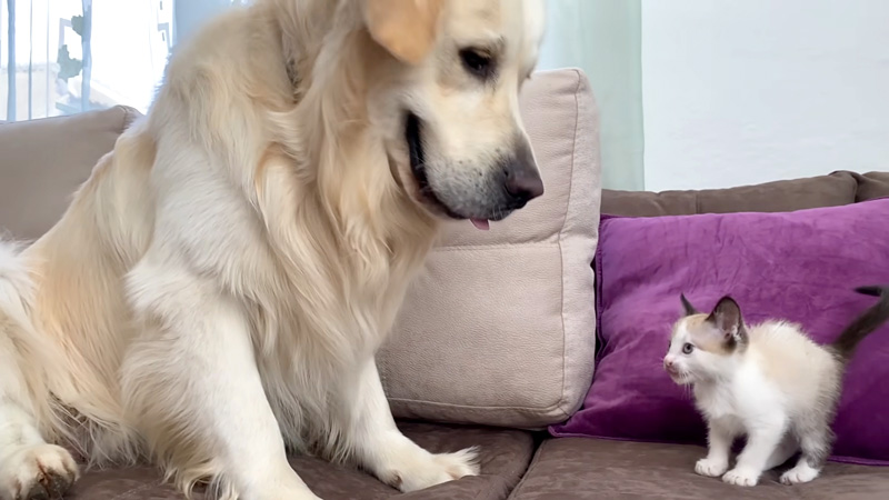 先住犬と子猫