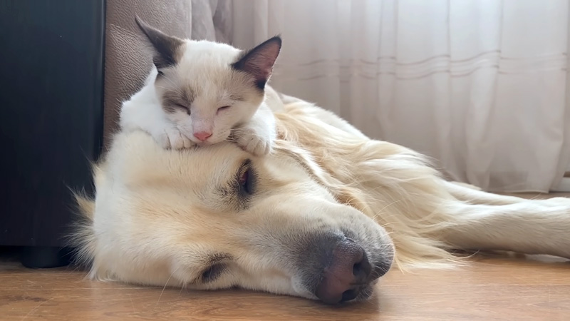 仲良くなった犬と猫