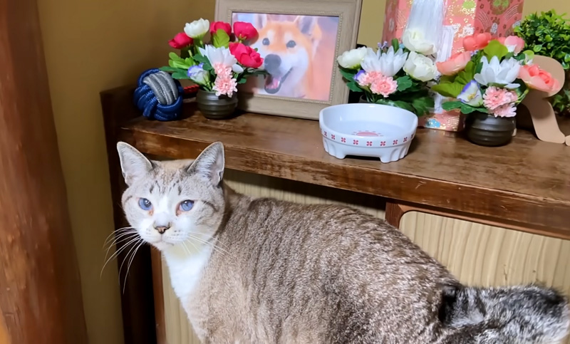 柴犬が大好きだった猫