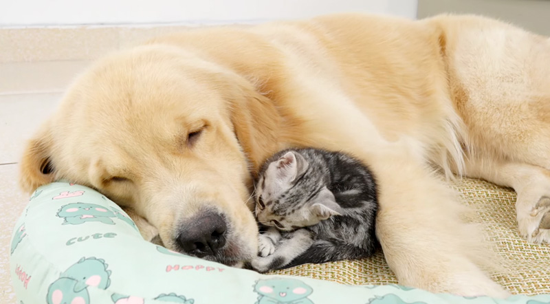 レトリバーを毛づくろいする子猫