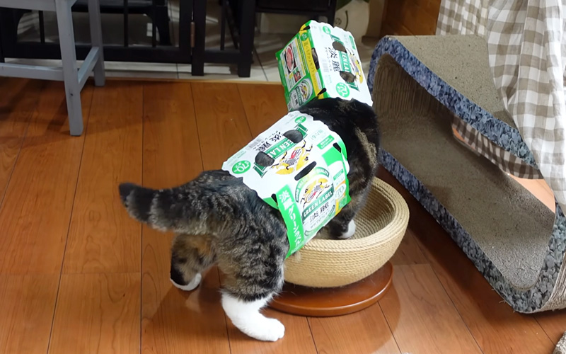 ビール箱で完全装備する猫