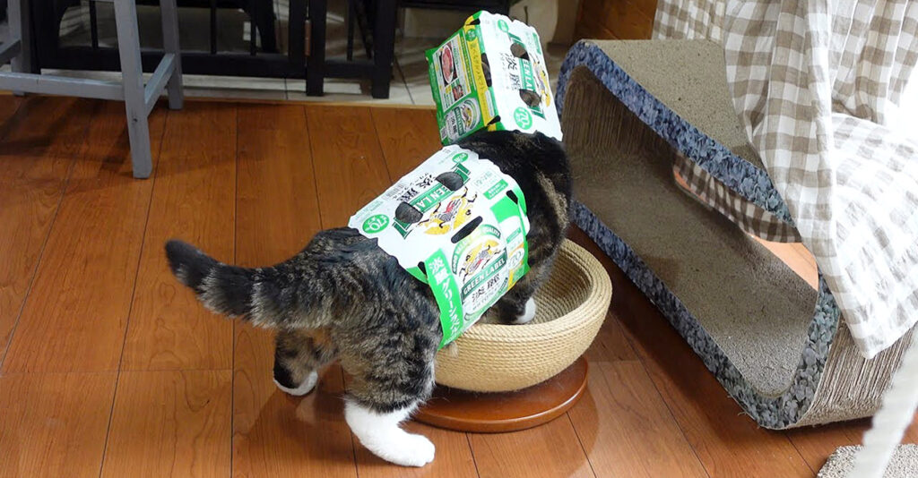 猫 愛の箱を覗く ※額装済み amenohibiiru_cat_title-