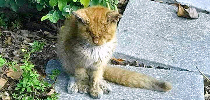 目が開かない猫