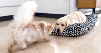 同居犬の姿を見つけた猫