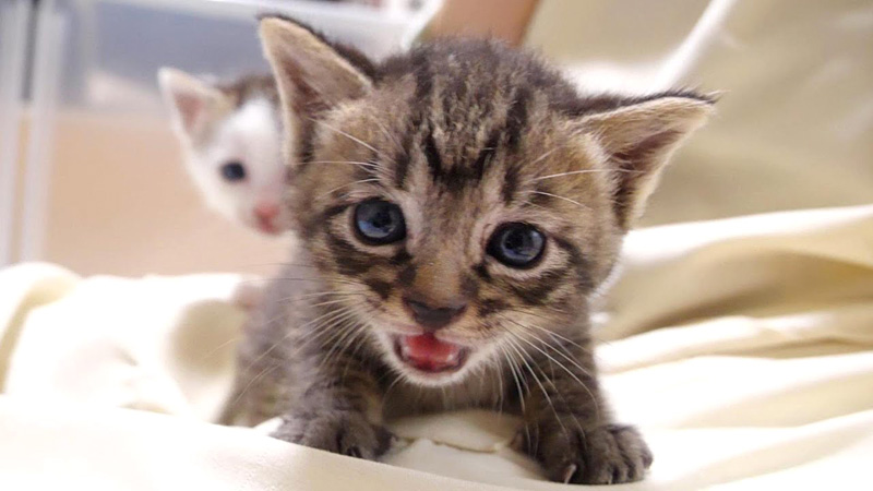 ミルクが飲みたい子猫