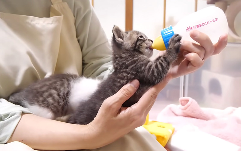 ミルクを飲む子猫