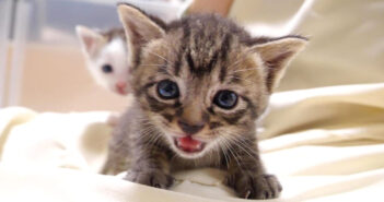 ミルクが飲みたい子猫