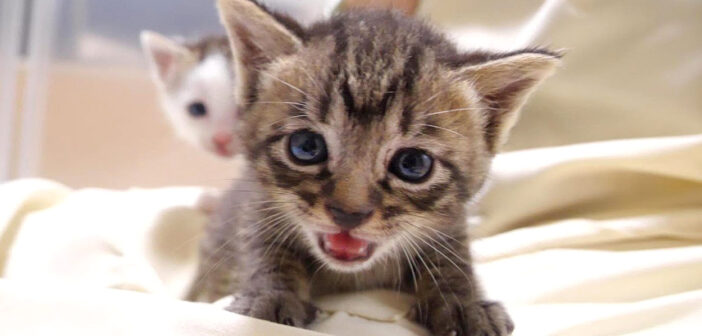 ミルクが飲みたい子猫