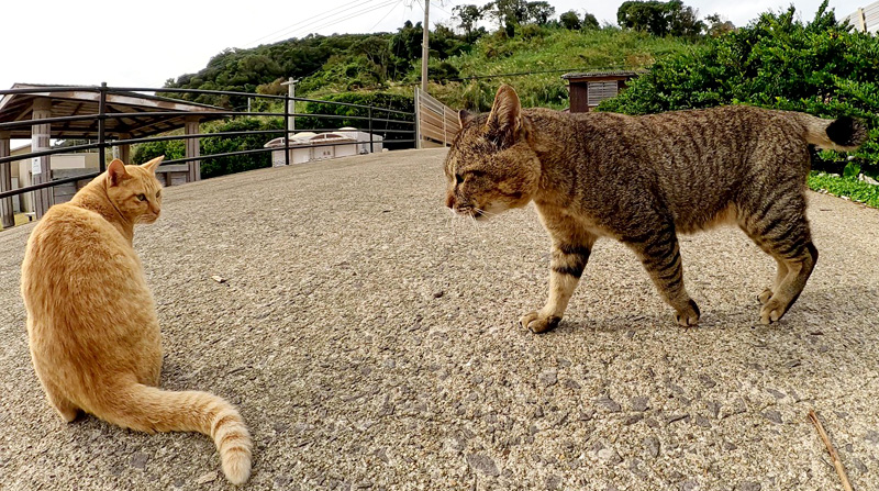 強面のボス猫