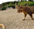 わんぱく過ぎる茶トラ猫と強面のボス猫