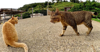 わんぱく過ぎる茶トラ猫と強面のボス猫