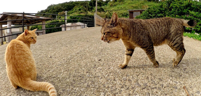 わんぱく過ぎる茶トラ猫と強面のボス猫