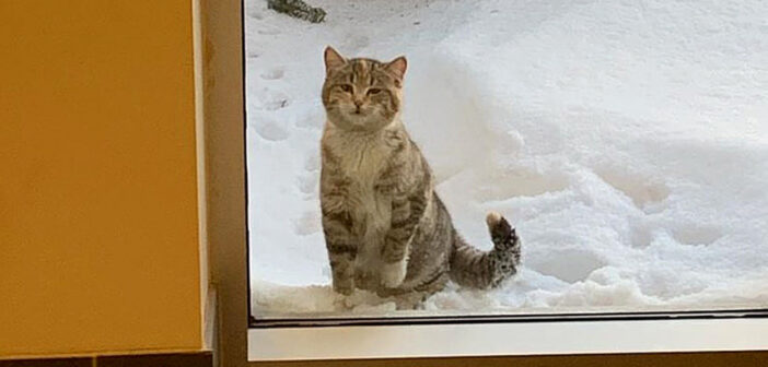 雪の中の猫