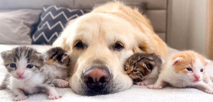 犬に寄り添う子猫達