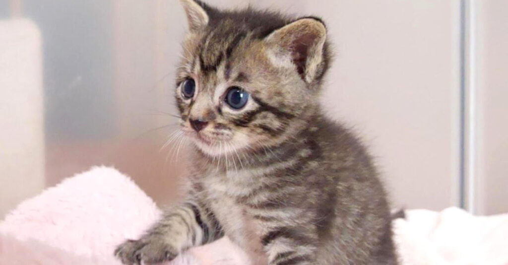 gokainikorogaru_cat_title-