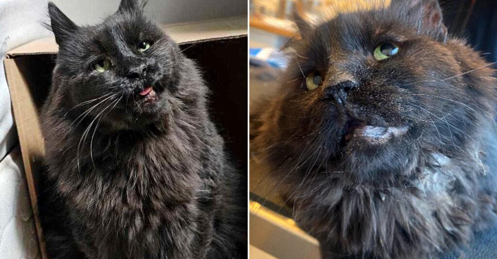 何年もの間、苦難の人生を歩んできた保護猫。人間の優しさに触れた瞬間