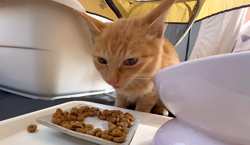 ご飯を食べる保護子猫