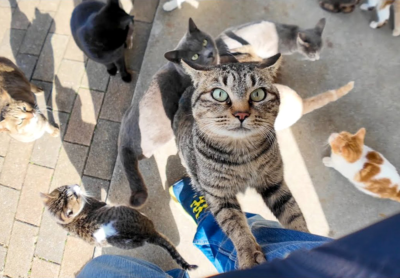 菓子パンが欲しい猫達