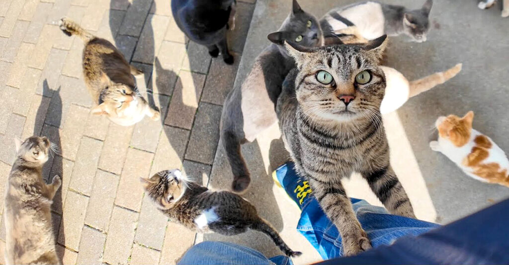 猫島の商店で菓子パンを買って店を出たら猫達に取り囲まれた！ 猫達の