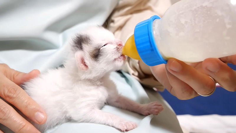 ミルクを飲む子猫