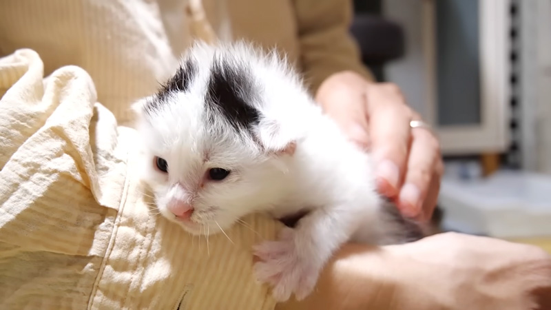 膝の上で甘える子猫