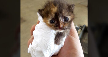 保護された幼い子猫