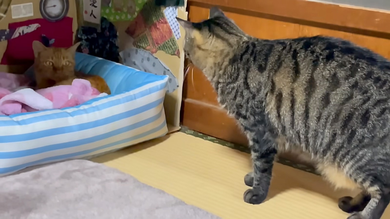 保護猫が気になる先住猫