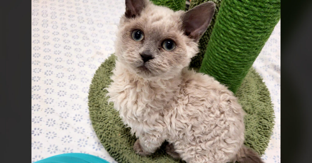 保護施設で里親さんを募集した巻き毛の子猫達。その愛くるしい姿で多く