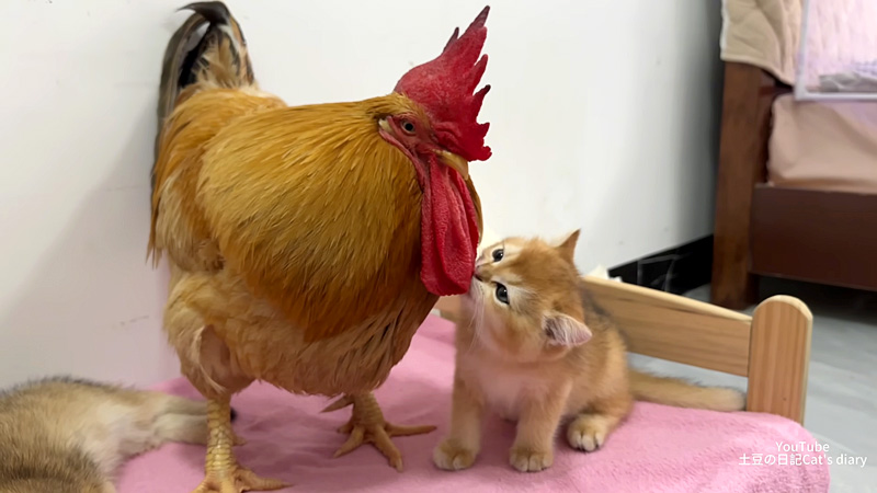 ニワトリの肉垂をグルーミングする子猫