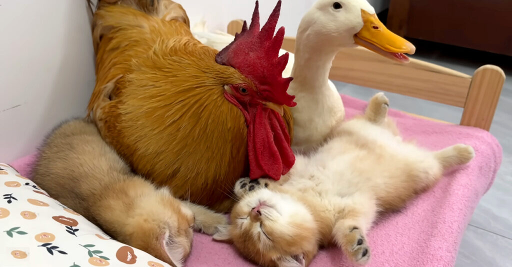 ☆大型 犬屋 猫 ペット ニワト ニワトリ屋 アヒル 鳥かご あひる小屋