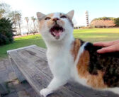 公園のテーブルの上にいた三毛猫をモフモフしてみると、次々と猫達が集まってきて可愛い ( *´艸｀)♡