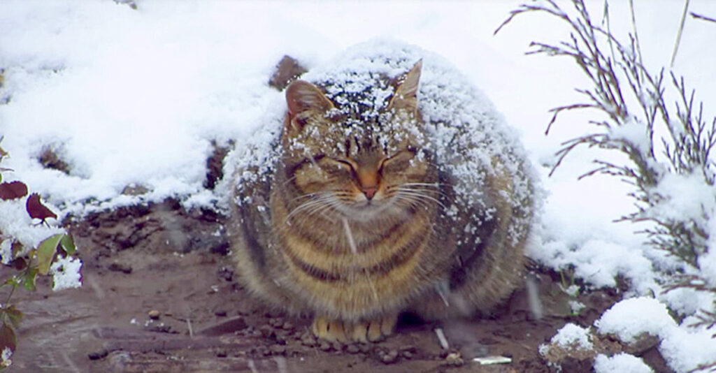 冬猫 snow_cat_title-1024x534.jpg
