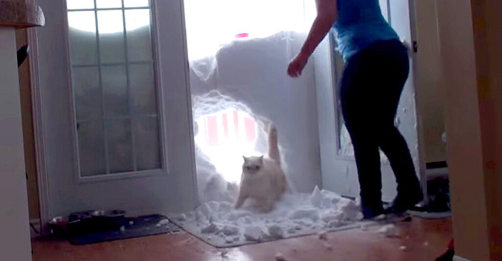 snowkabe_cat_title-1024x534.jpg