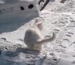 雪に負ける猫