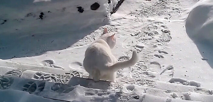 雪に負ける猫