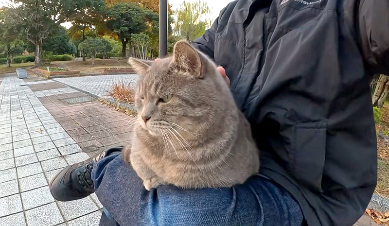 速攻で膝の上に乗る猫