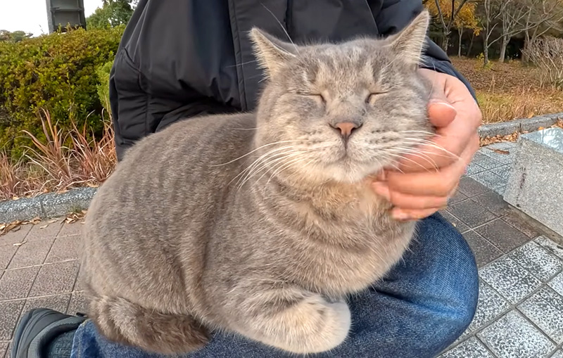 ナデナデを堪能する猫