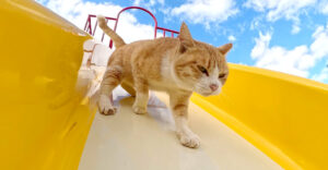 ちゃんと自分のお布団に入って眠る子猫。遊び疲れてピクピクし ちゃんと自分のお布団に入って眠る子猫。遊び疲れてピクピクし