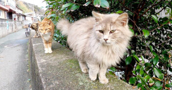 おばあちゃん猫と孫猫