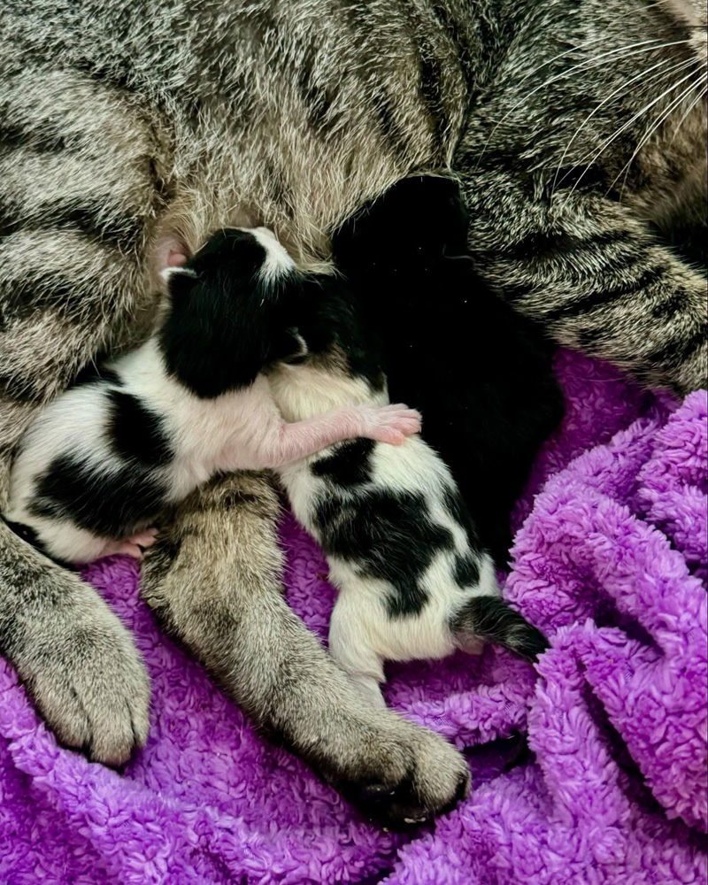 生まれたばかりの子猫達